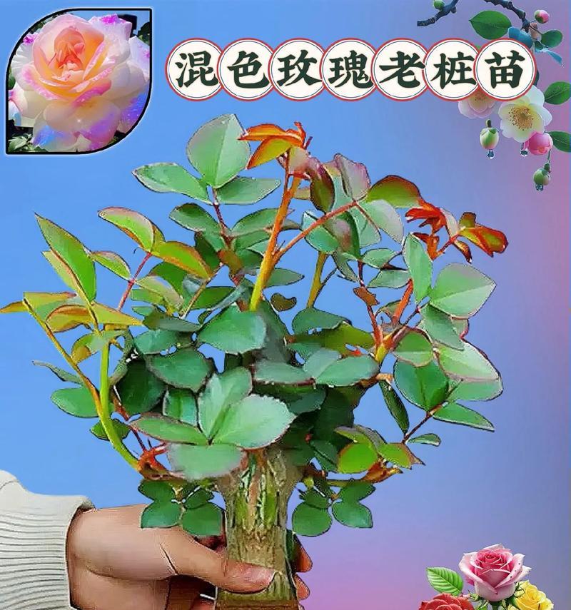 玫瑰花苗是什么样子？如何辨别玫瑰花苗？
