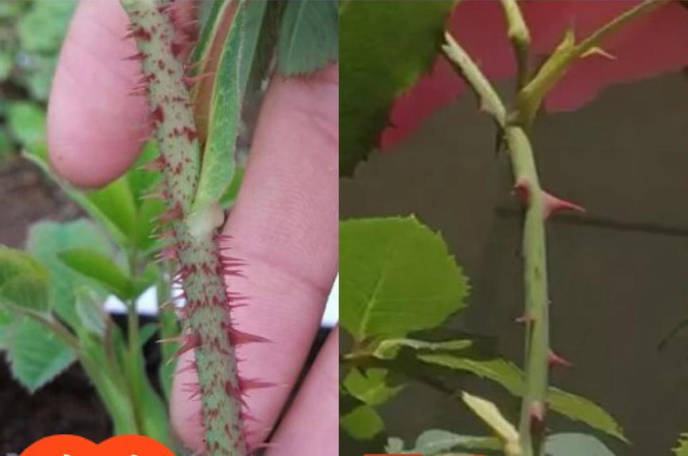 玫瑰花苗是什么样子？如何辨别玫瑰花苗？
