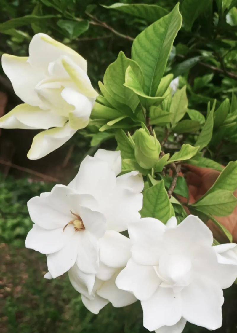 桅子花有哪些品种？桅子花品种的特性是什么？