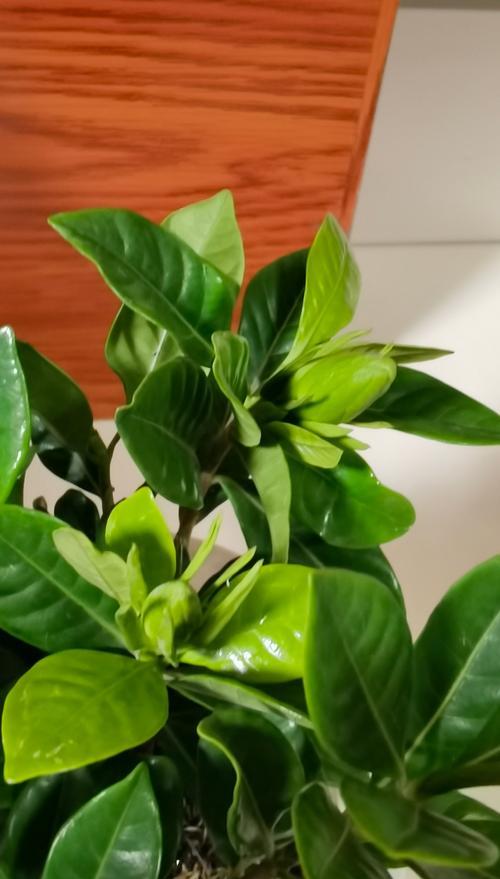 桅子花有哪些品种？桅子花品种的特性是什么？