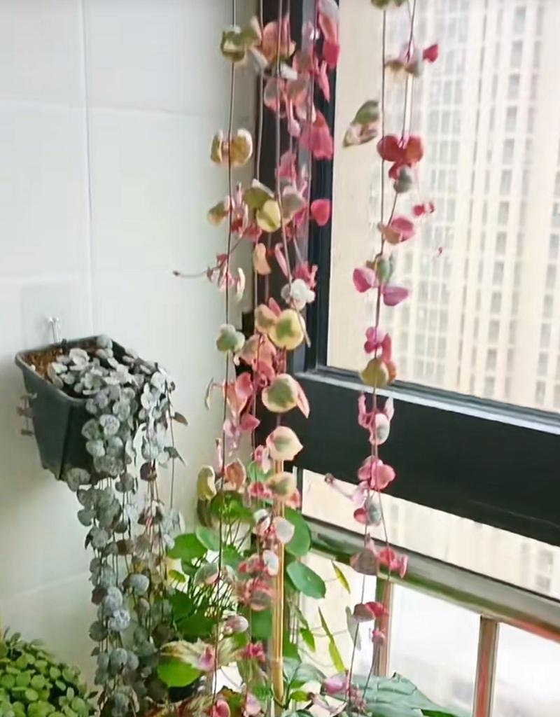 爱之蔓锦的养护方法和常见问题解答？