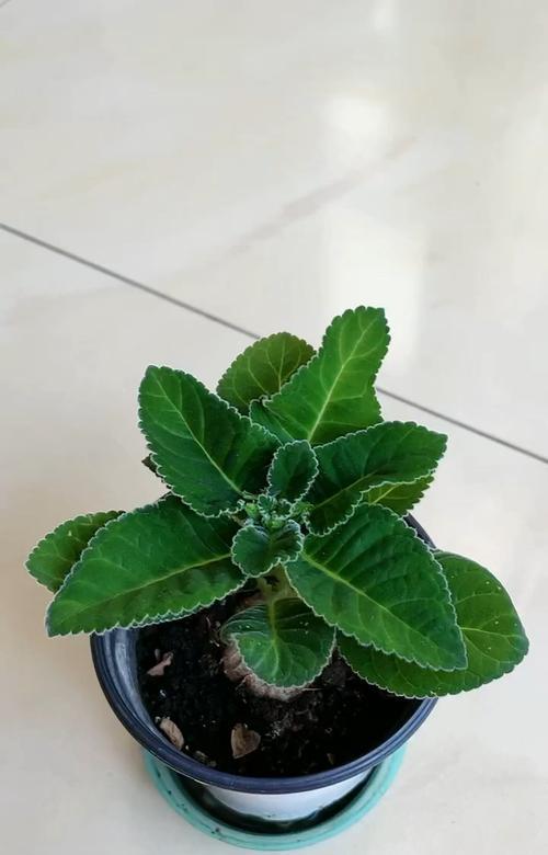 盆栽芙蓉的正确养殖方法是什么？