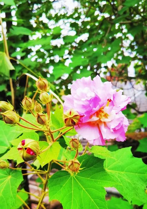 盆栽芙蓉的正确养殖方法是什么？