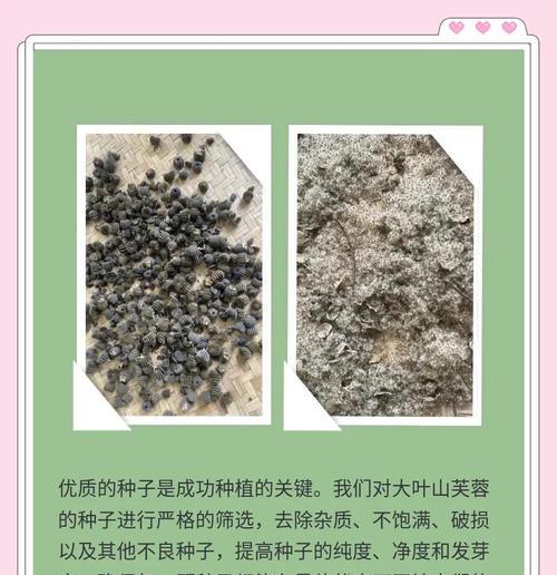 芙蓉品种有哪些？芙蓉品种的种植技巧是什么？