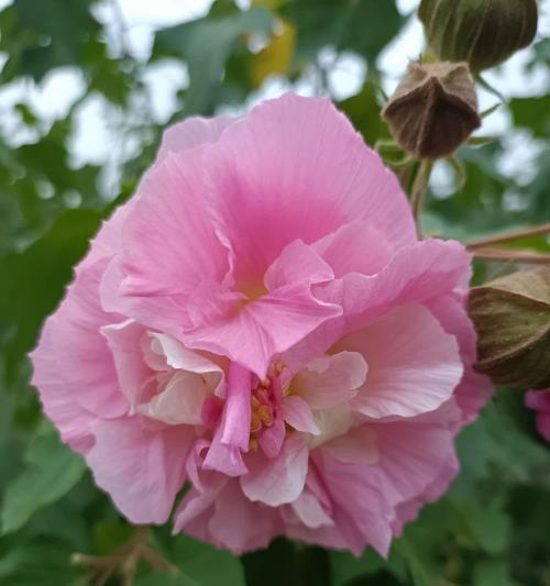 芙蓉品种有哪些？芙蓉品种的种植技巧是什么？