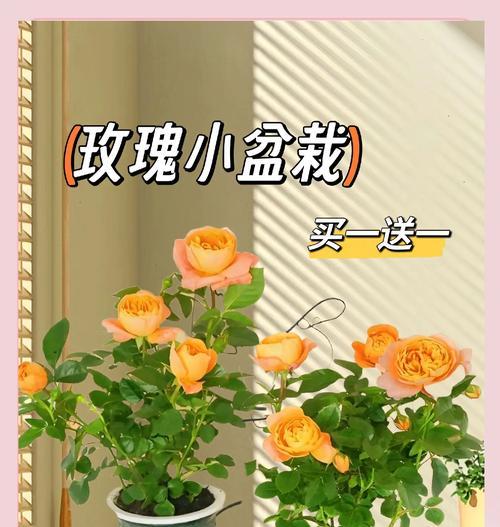 盆栽玫瑰的养护技巧有哪些？