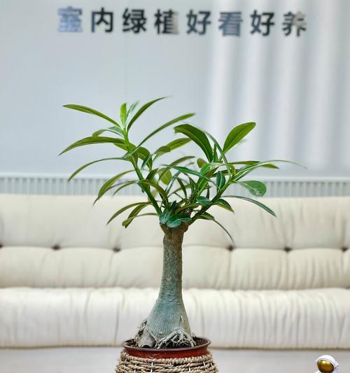 盆栽玫瑰的养护技巧有哪些？