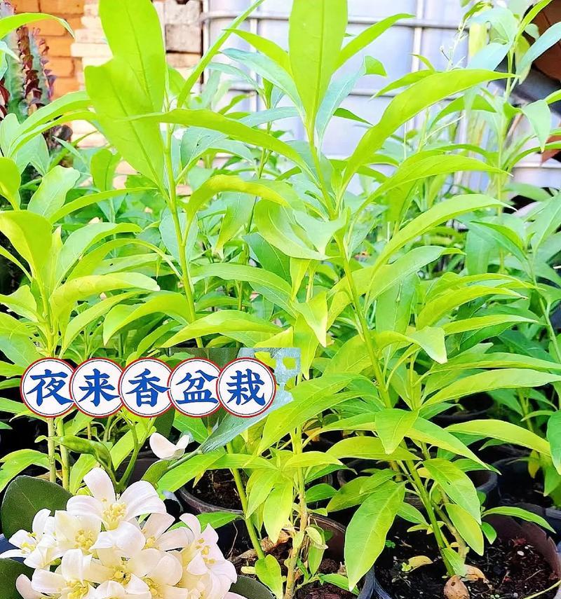 夜来香根部有哪些作用？