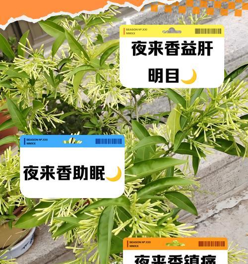 夜来香根部有哪些作用？