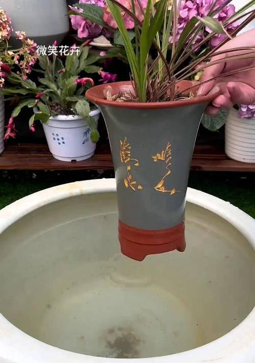 室内兰花养殖需要注意哪些要点？怎样才能养好兰花？