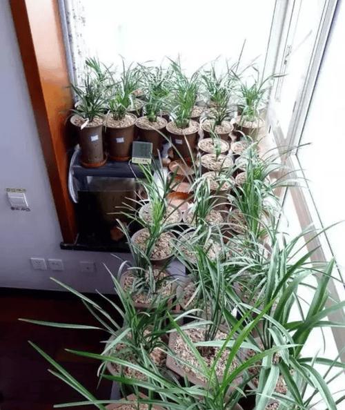 室内兰花养殖需要注意哪些要点？怎样才能养好兰花？