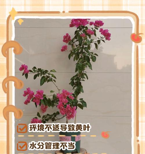 三角梅叶子发黄怎么办？如何正确处理？