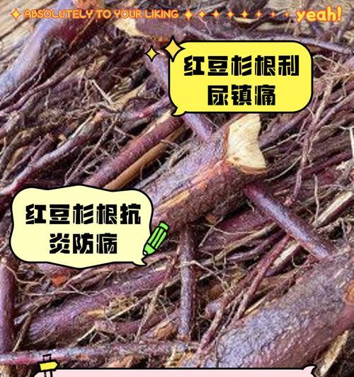 红豆杉死亡的迹象是什么？如何预防红豆杉的死亡？
