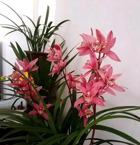 什么兰花品种最珍贵？兰花的养护和鉴赏技巧是什么？