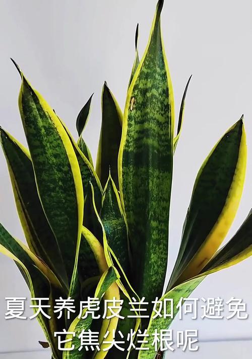 虎尾兰烂根怎么办？如何进行根部处理和恢复？