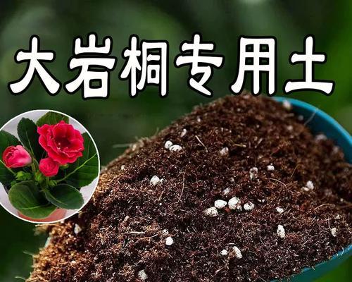 大岩桐播种的正确方法是什么？