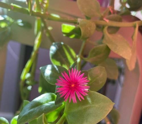 吊花品种有哪些？如何正确养护吊花？