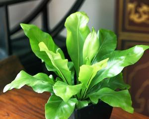常见的阔叶盆栽有哪些？如何养护阔叶盆栽？