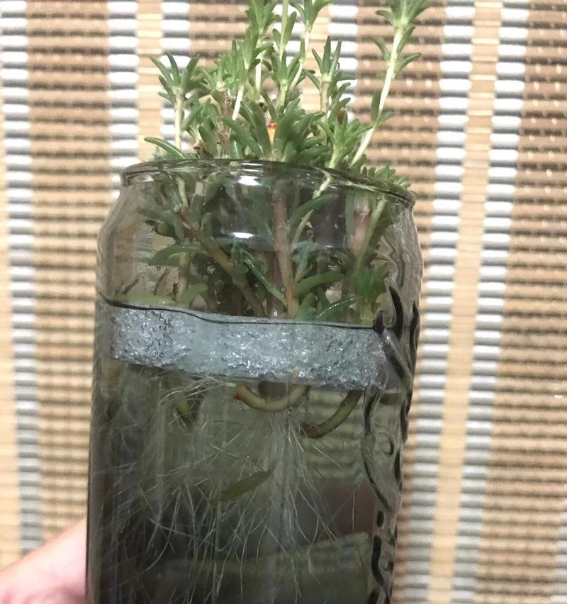 非洲菊水养的方法是什么？