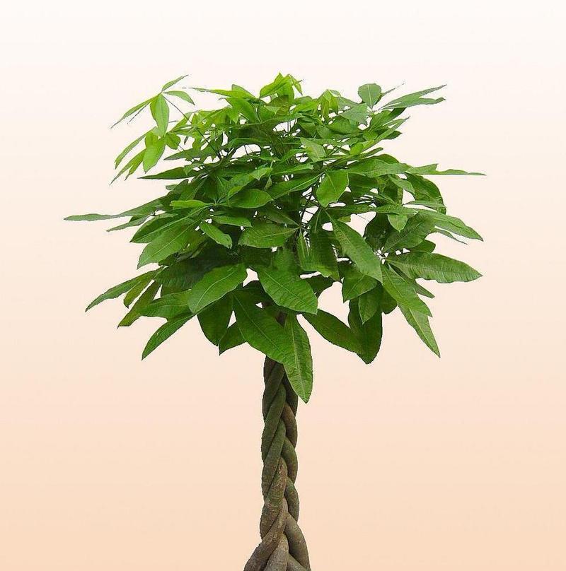 发财树如何种植？种植发财树的注意事项有哪些？