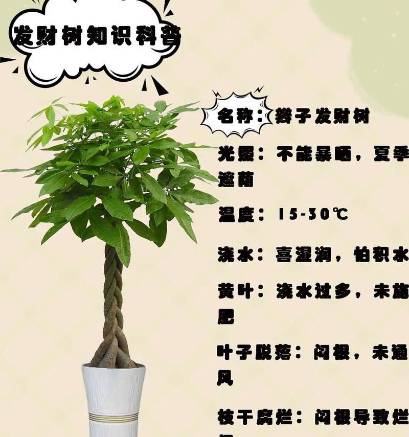 发财树如何种植？种植发财树的注意事项有哪些？