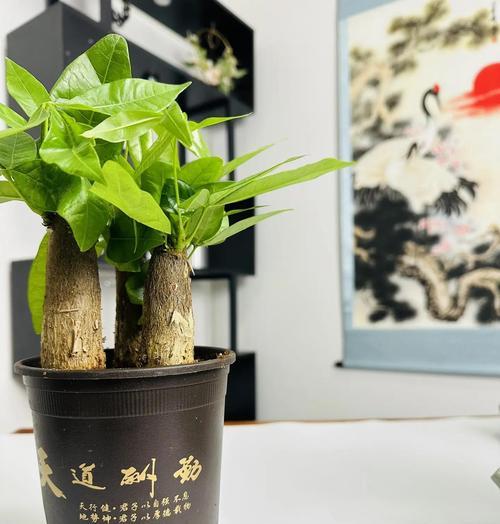发财树如何种植？种植发财树的注意事项有哪些？