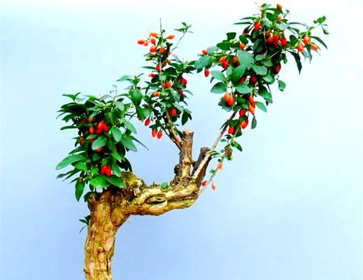 枸杞盆景养护方法是什么？