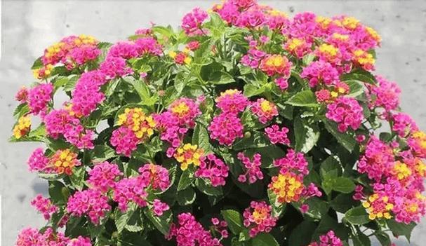 怎么养殖花才能五彩缤纷？花卉养殖的常见问题？