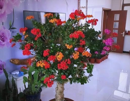 怎么养殖花才能五彩缤纷？花卉养殖的常见问题？