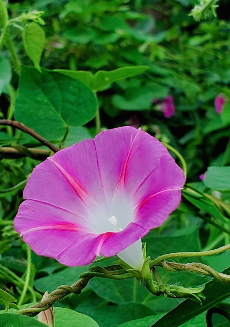 喇叭花的开花时间和种植技巧是什么？