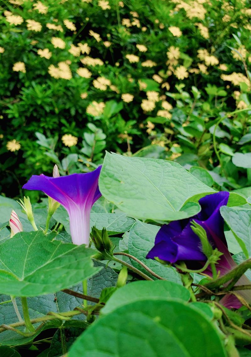 喇叭花的开花时间和种植技巧是什么？