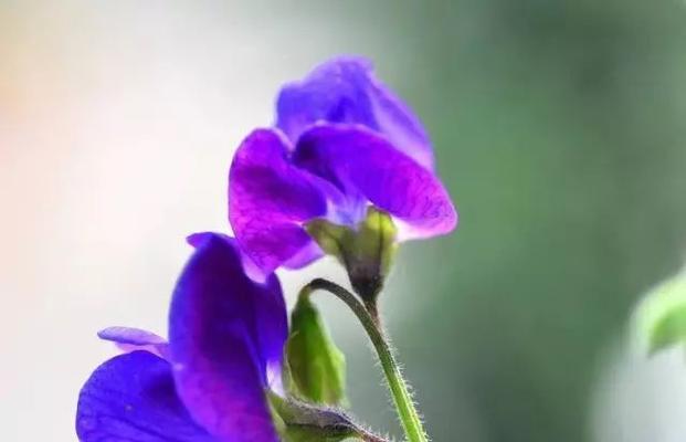 紫罗兰是什么花？紫罗兰的花语和养护要点是什么？