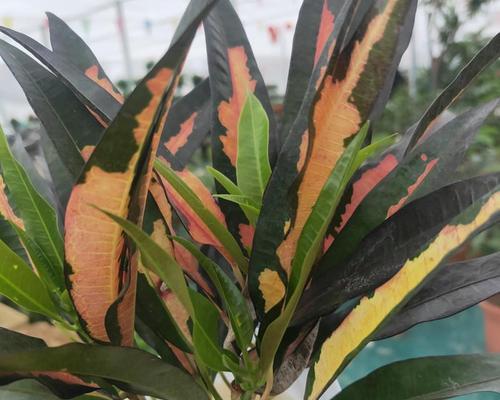 木本花的品种有哪些？木本花种植的常见问题是什么？