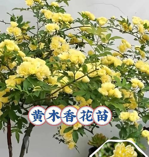 木本花的品种有哪些？木本花种植的常见问题是什么？