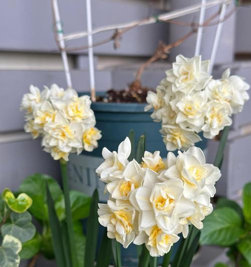 水仙花球养护秘籍：怎样快速培育出饱满花球？