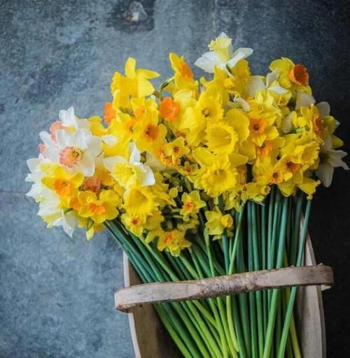 水仙花球养护秘籍：怎样快速培育出饱满花球？
