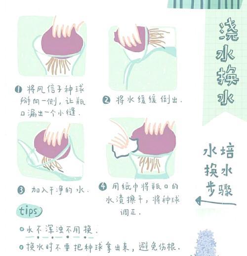 水仙花球养护秘籍：怎样快速培育出饱满花球？