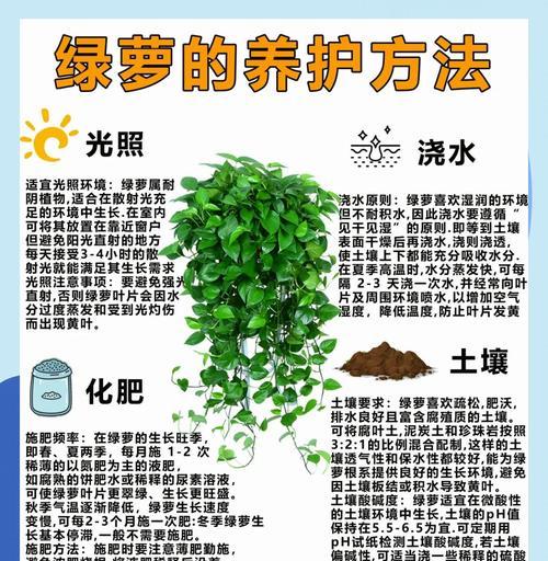 绿萝叶子变黄怎么办？如何诊断和处理？