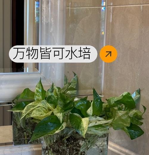 绿萝叶子变黄怎么办？如何诊断和处理？