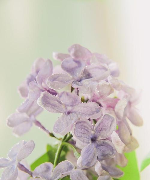 丁香花的养殖方法？丁香养护中常见问题解答？