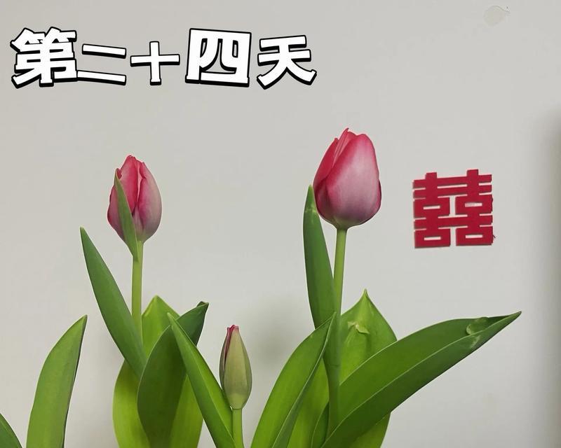 郁金香水培方法是什么？水培郁金香的步骤？