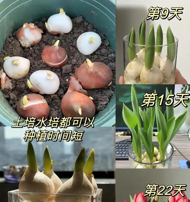 郁金香水培方法是什么？水培郁金香的步骤？