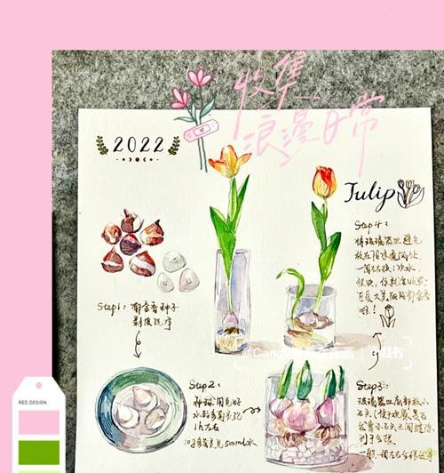 郁金香水培方法是什么？水培郁金香的步骤？