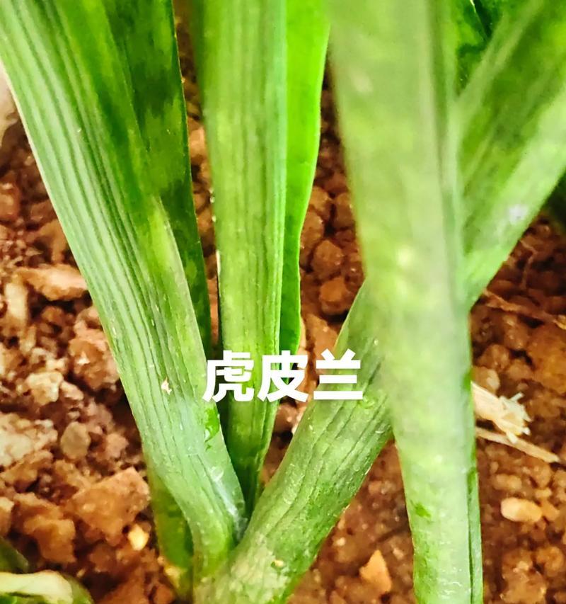 植物松土的最佳时机是什么时候？松土有哪些技巧？