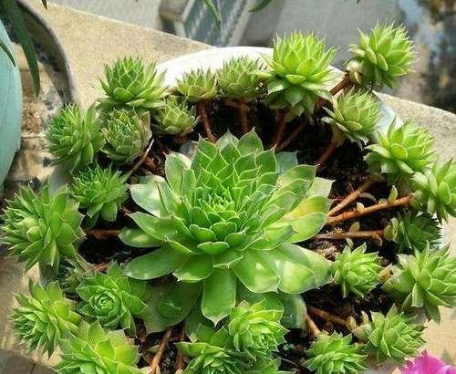 观音莲烂根的处理和预防措施有哪些？