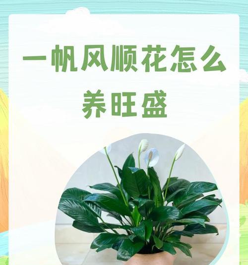 一帆风顺花黄了怎么办？可能的原因和解决方法是什么？