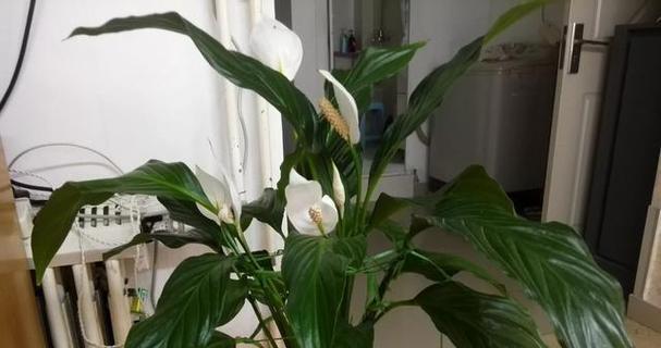 一帆风顺花黄了怎么办？可能的原因和解决方法是什么？