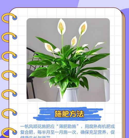 一帆风顺花黄了怎么办？可能的原因和解决方法是什么？