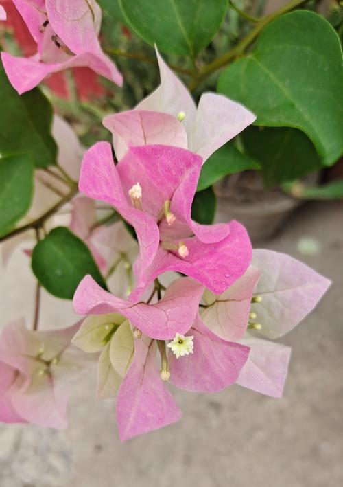 藤本花卉有哪些种类？藤类花卉的养护和应用是什么？