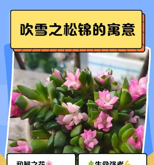 吹雪之松的正确养护方法是什么？